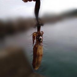 サイトエギング